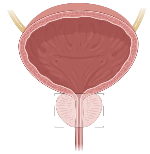 Anatomical illustration of the human prostate and bladder