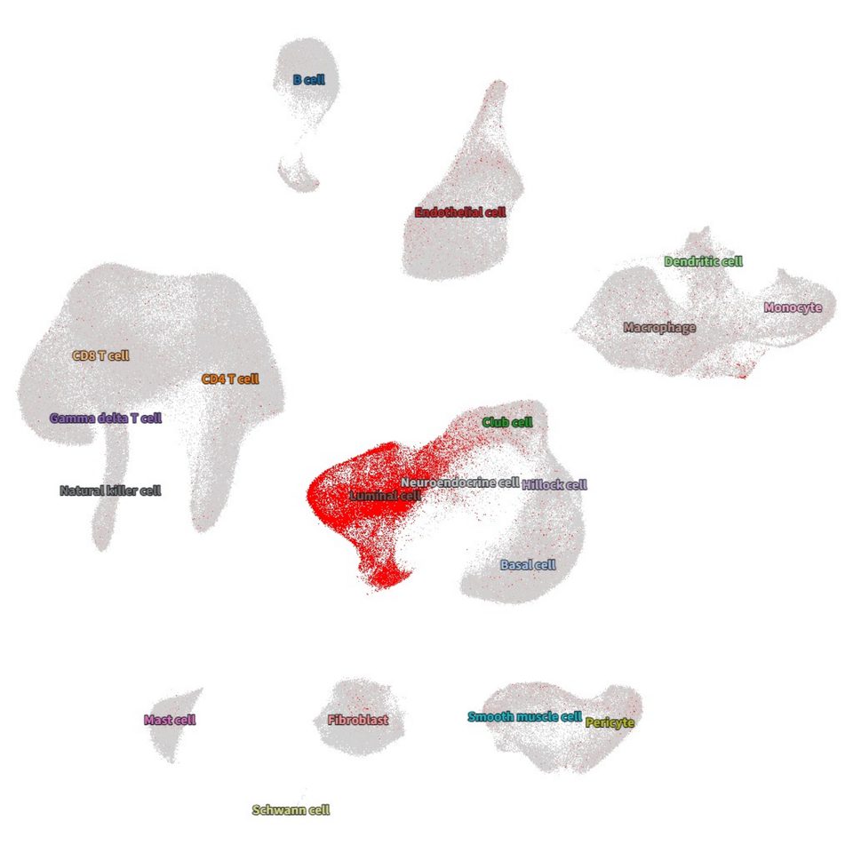 UMAP coloured by gene expression